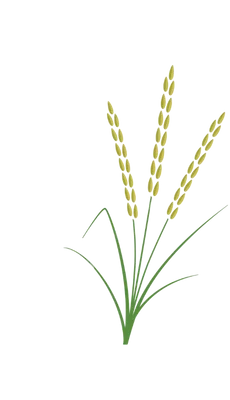 Rice Plant
